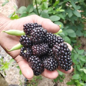 Fruit, Blackberries