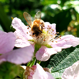 Honey Bee