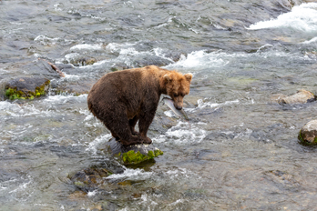 Bear with Fish